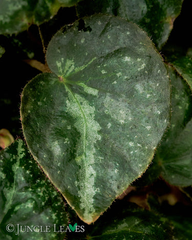 Begonia nigritarum