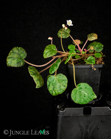 Begonia nigritarum
