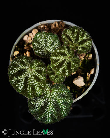 Begonia ningmingensis var. bella