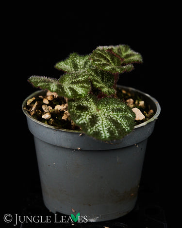 Begonia ningmingensis var. bella