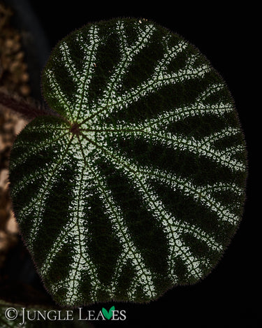 Begonia ningmingensis var. bella