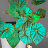 Begonia pavonina 'Cyan form'