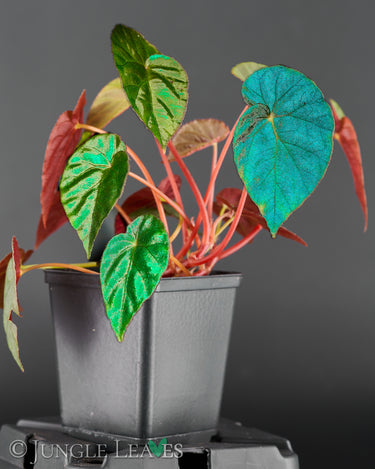 Begonia pavonina 'Cyan form'