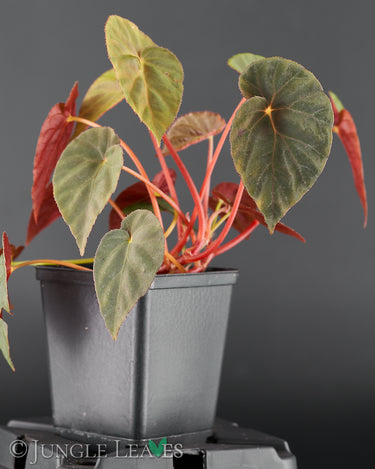 Ohne Blitz