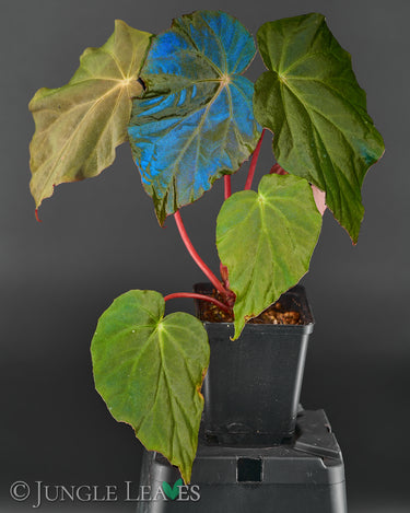 Begonia pavonina 'Dark Form'