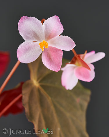 Weibliche Blüten