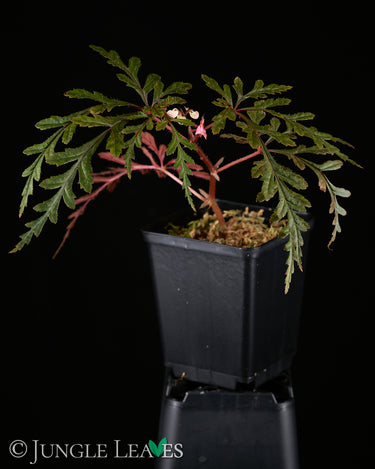 Begonia polilloensis