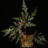 Begonia polilloensis