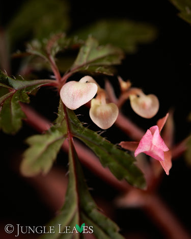 Begonia polilloensis