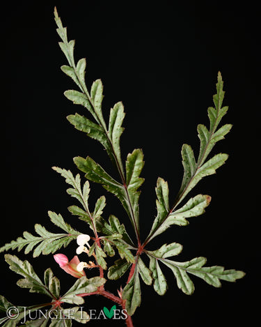 Begonia polilloensis