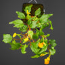 Begonia prismatocarpa