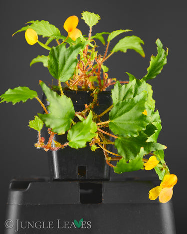 Begonia prismatocarpa