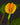 Weibliche Blüte