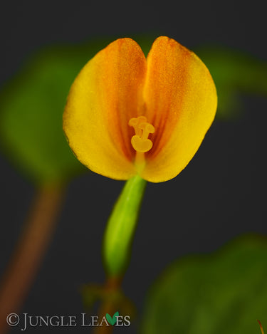 Weibliche Blüte