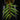 Begonia pteridiformis