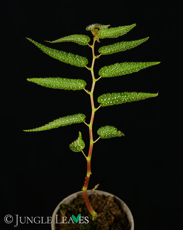 Begonia pteridiformis