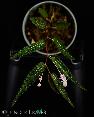 Begonia pteridiformis (Green/White)