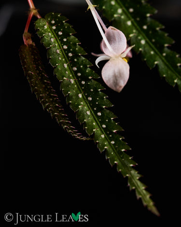 Begonia pteridiformis (Green/White)