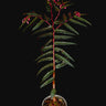 Begonia pteridiformis 'Red'