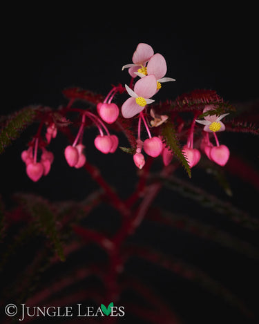 Begonia pteridiformis 'Red'