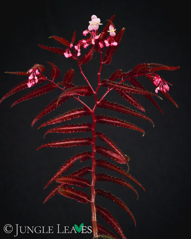 Begonia pteridiformis 'Red'