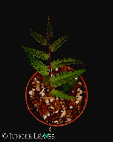 Begonia pteridiformis 'Red'