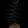 Begonia pteridiformis Red Pink Spots