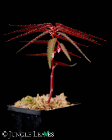 Begonia pteridiformis Red Pink Spots