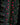Begonia pteridiformis Red Pink Spots