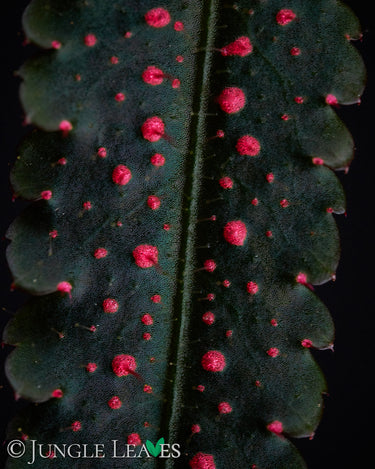 Begonia pteridiformis Red Pink Spots