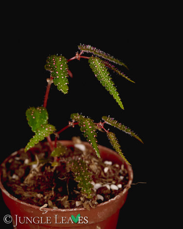 Begonia pteridiformis Red Pink Spots