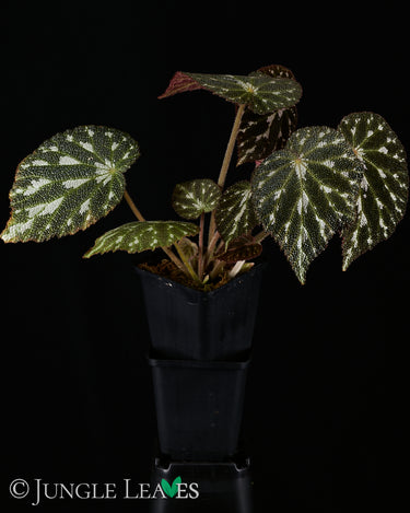 Begonia pustulata