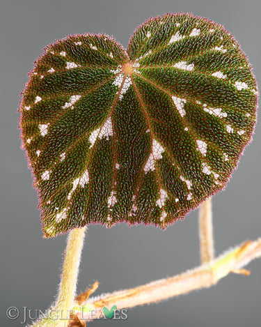 Begonia pustulata