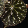 Begonia pustulata