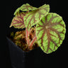 Begonia quadrialata subsp. nimbaensis