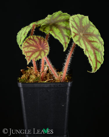 Begonia quadrialata subsp. nimbaensis