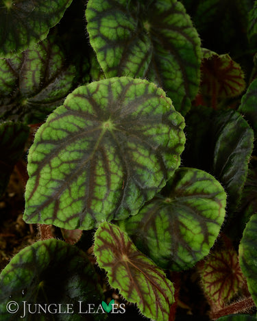 Begonia quadrialata subsp. nimbaensis