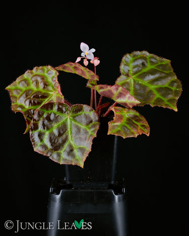 Begonia rajah