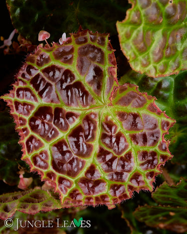 Begonia rajah