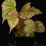 Begonia roseopunctata