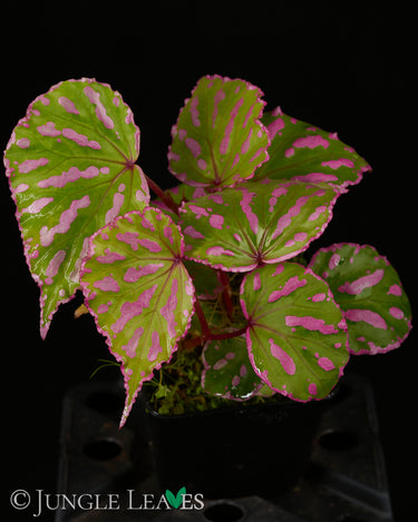 Begonia roseopunctata