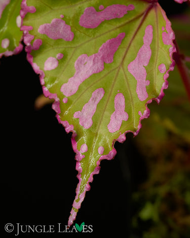 Begonia roseopunctata