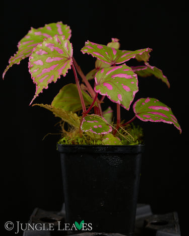 Begonia roseopunctata