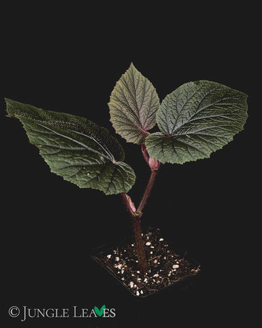 Begonia scabrida