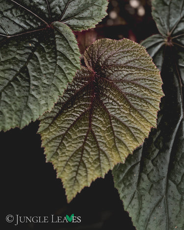 Begonia scabrida