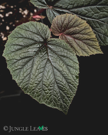 Begonia scabrida