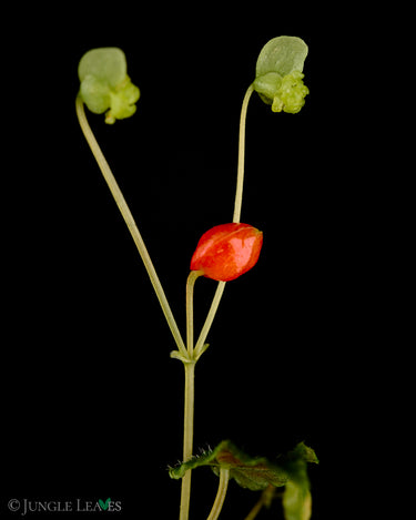 Begonia segregata flower