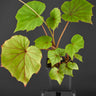 Begonia sericoneura