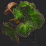 Begonia soli-mutata