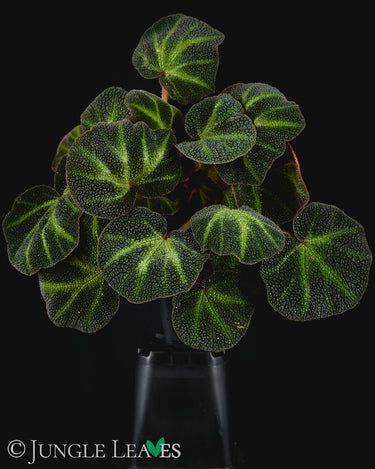 Begonia soli-mutata